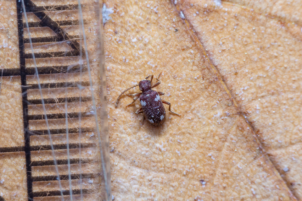 Ptinus sexpunctatus - hatfoltos tolvajbogár