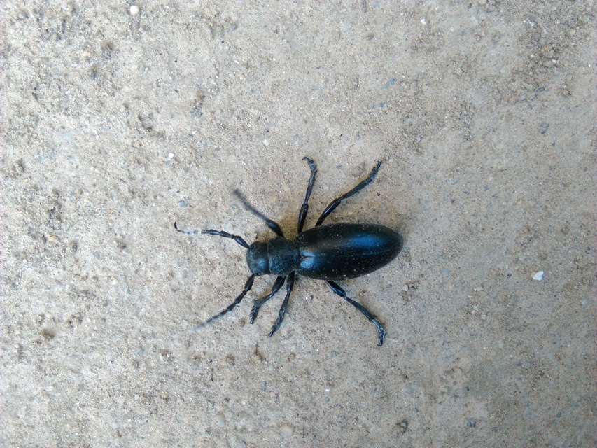 Dorcadion aethiops - fekete gyalogcincér