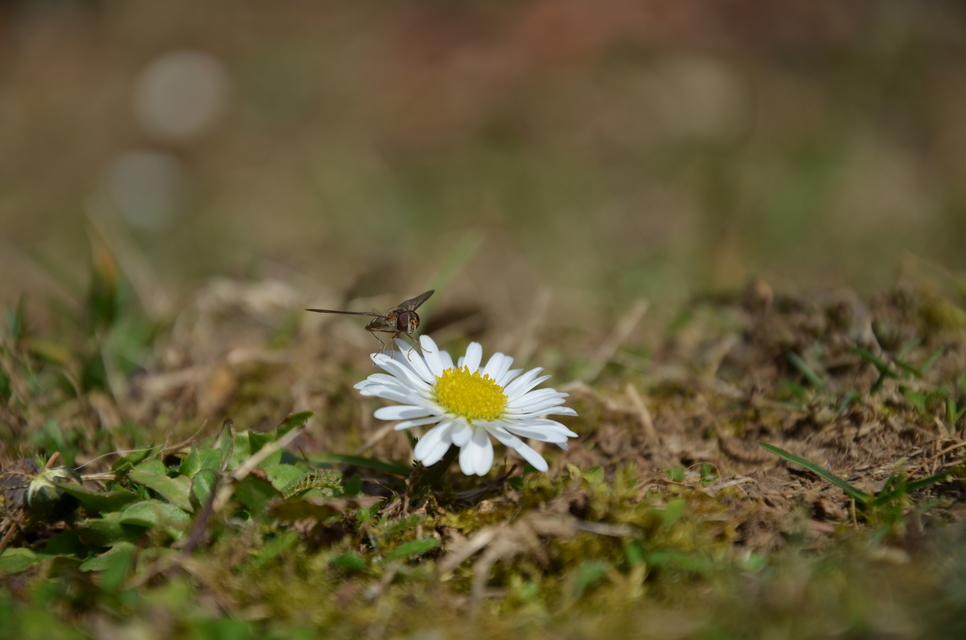 Episyrphus balteatus - ékfoltos zengőlégy Episyrphus balteatus - ékfoltos zengőlégy