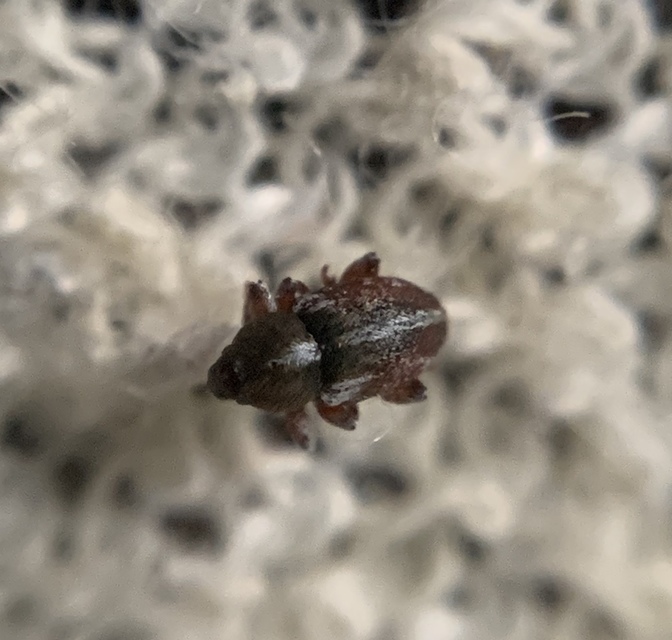 Tychius quinquepunctatus - borsó-tímárormányos