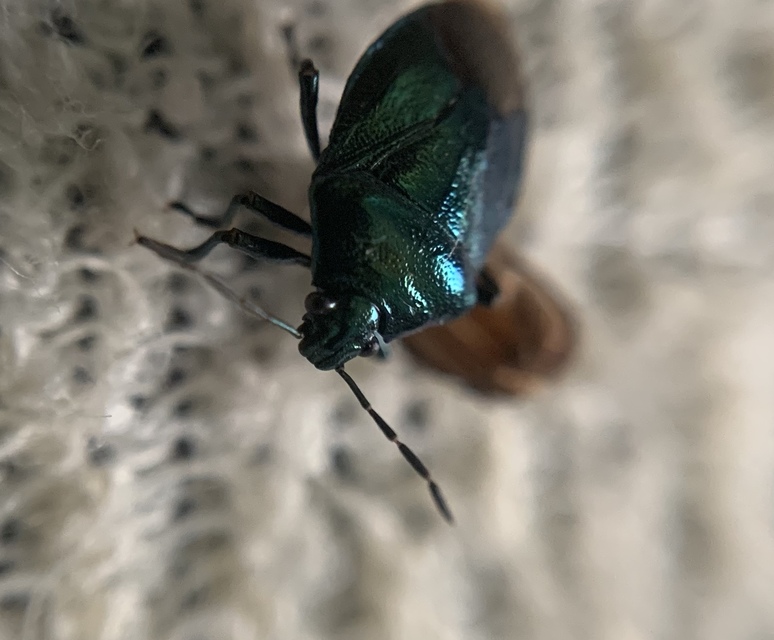 Zicrona caerulea - acélkék poloska Zicrona caerulea - acélkék poloska