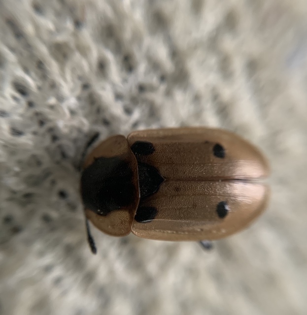 Dendroxena quadrimaculata - négypettyes dögbogár