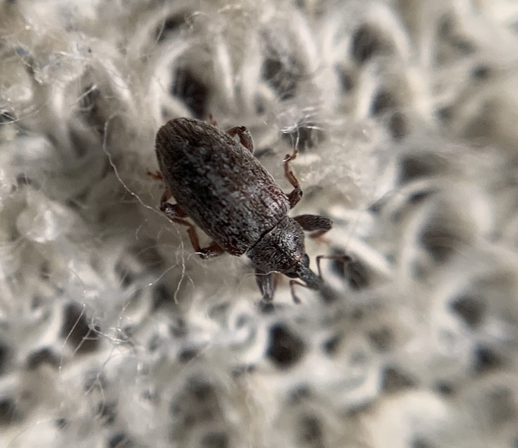 Dorytomus puberulus - feketenyár-hangormányos