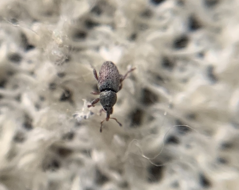 Tychius picirostris - szurkosorrú tímárormányos