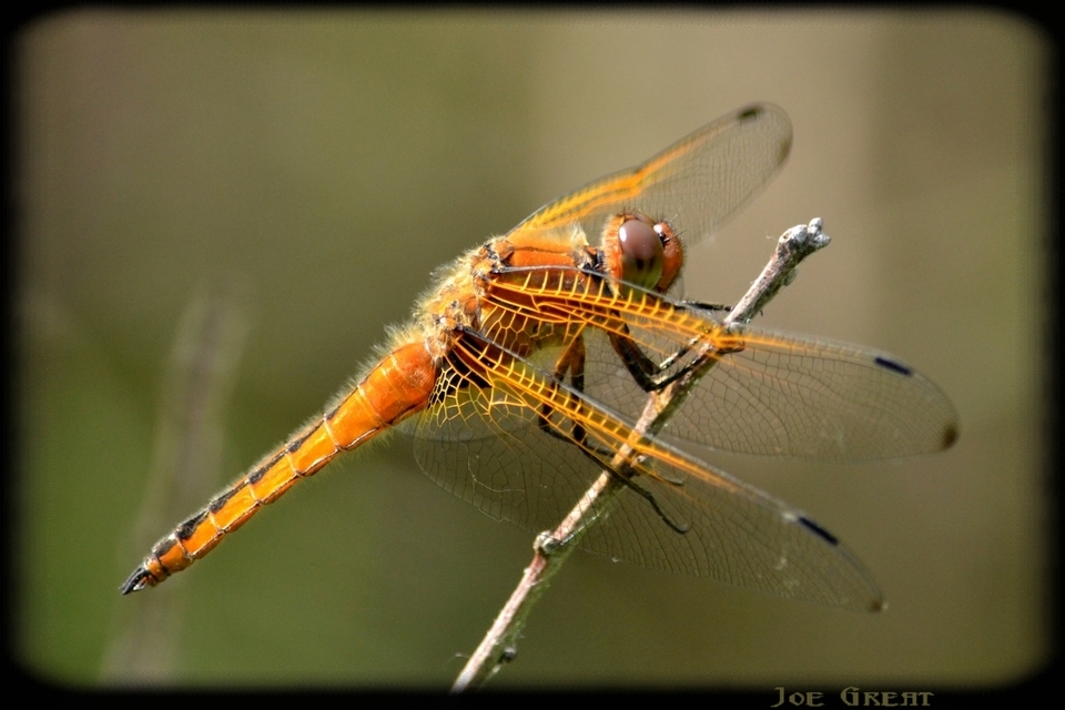Libellula fulva - kisfoltos laposacsa