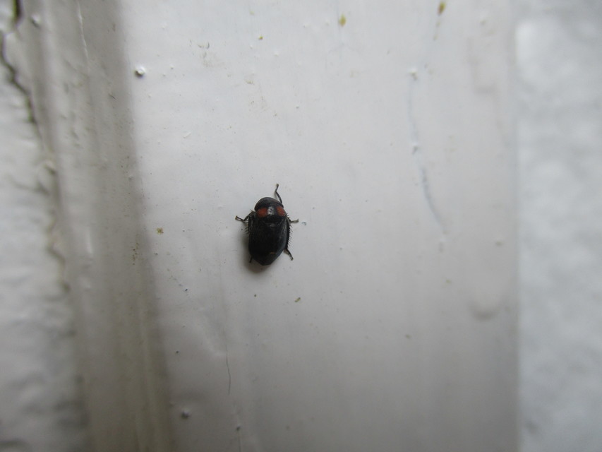 Penthimia nigra - fekete kabóca