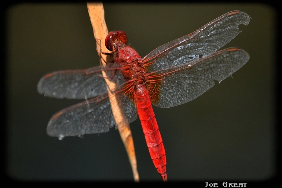 Crocothemis erythraea - skarlát szitakötő