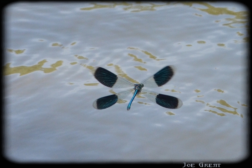 Calopteryx splendens - sávos szitakötő