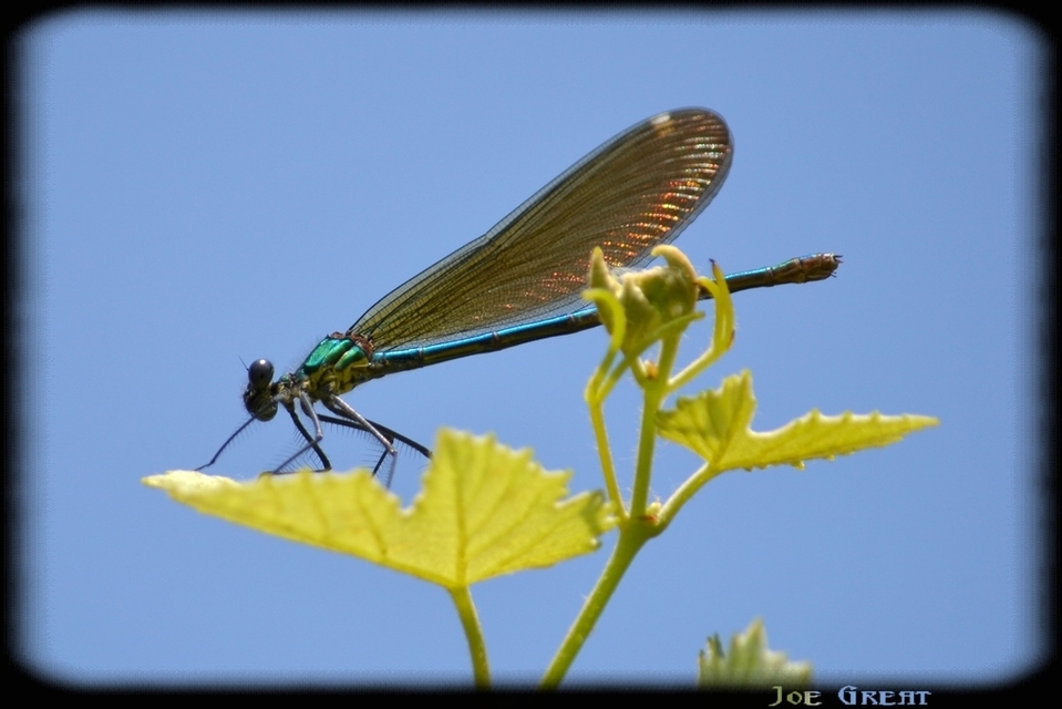 Calopteryx