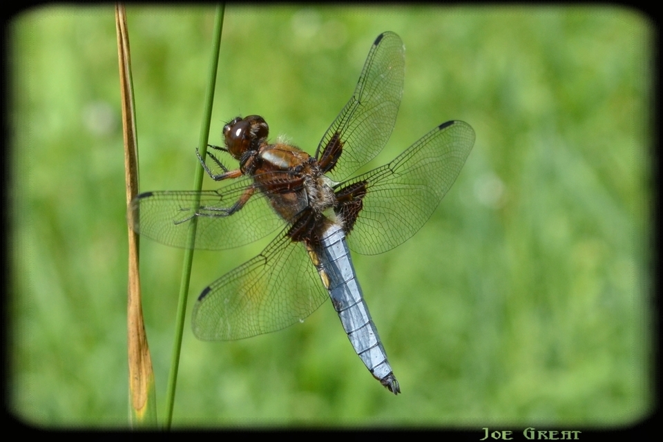 Libellula depressa - széles laposacsa