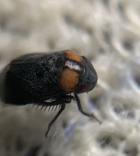 Penthimia nigra - fekete kabóca
