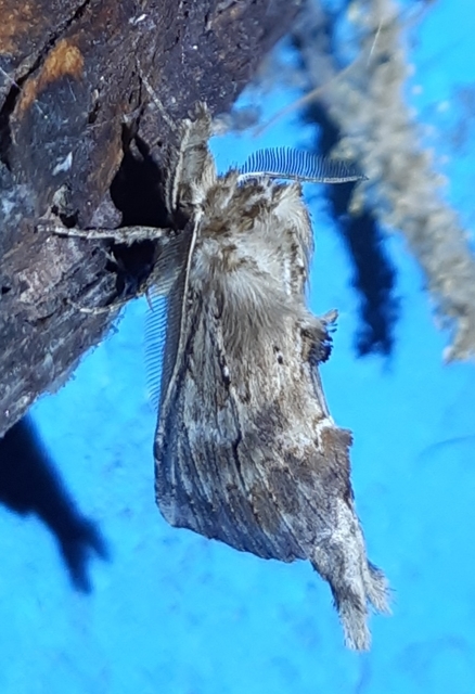 Pterostoma palpina - csőrös púposszövő