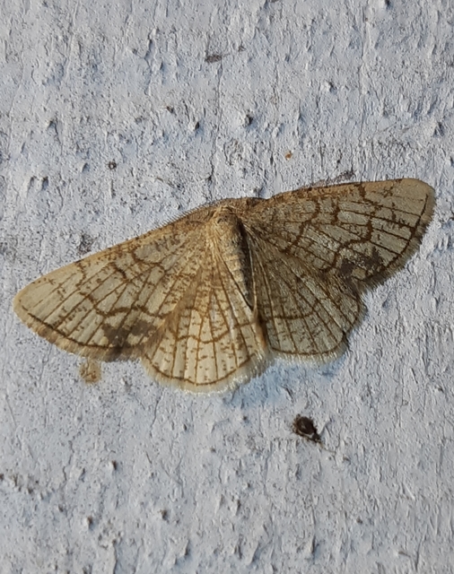 Stegania dilectaria - fehérnyár-araszoló