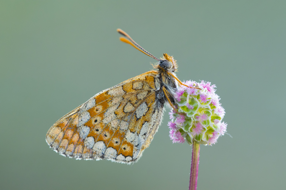 Euphydryas aurinia - lápi tarkalepke