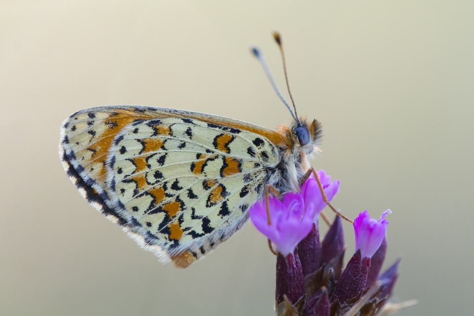 Melitaea trivia - kis tarkalepke
