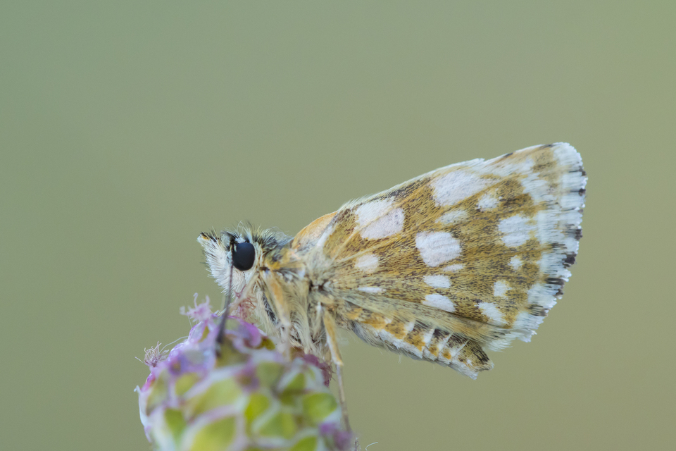 Spialia orbifer - törpe busalepke