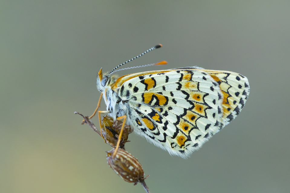 Melitaea cinxia - réti tarkalepke
