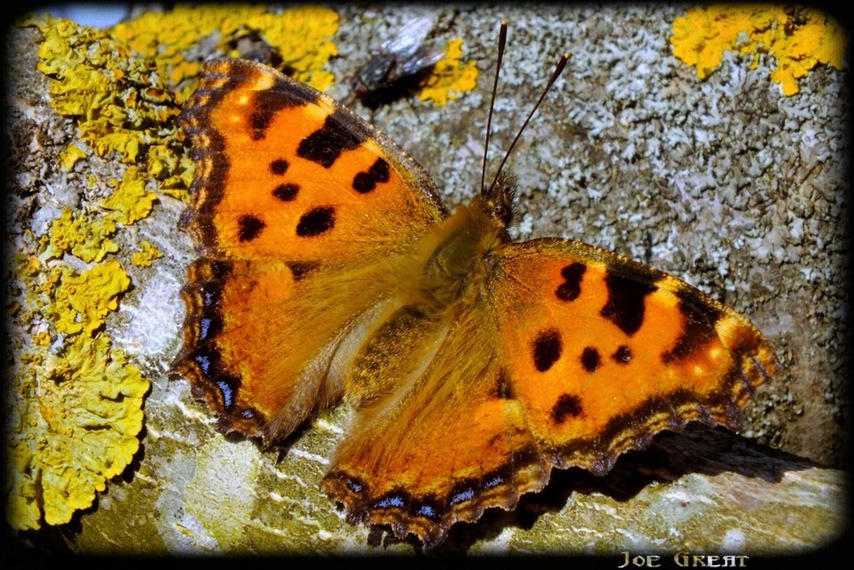 Nymphalis polychloros - nagy rókalepke
