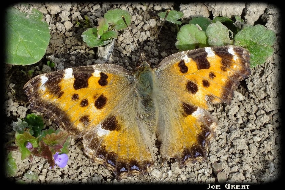 Nymphalis polychloros - nagy rókalepke