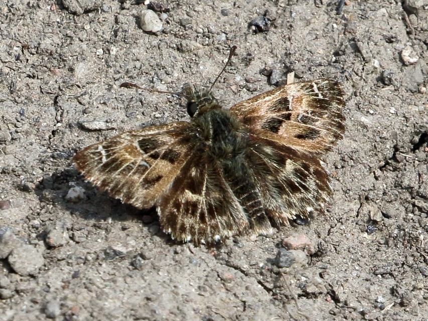 Carcharodus alceae - mályva-busalepke