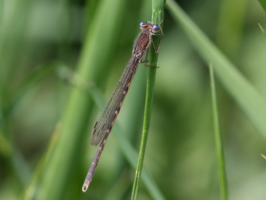 Sympecma fusca - téli rablószitakötő
