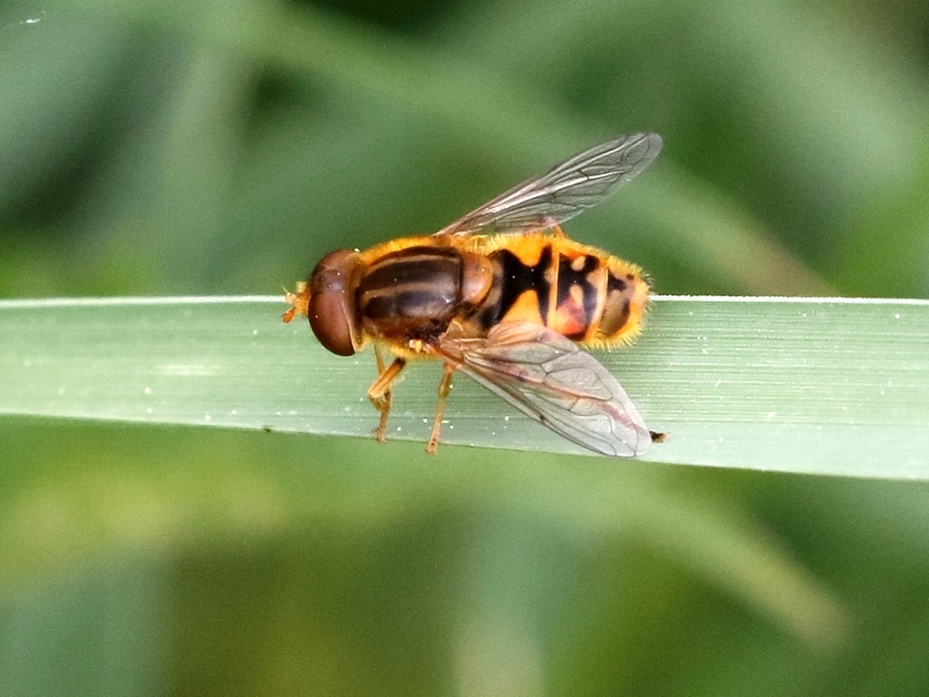 Parhelophilus