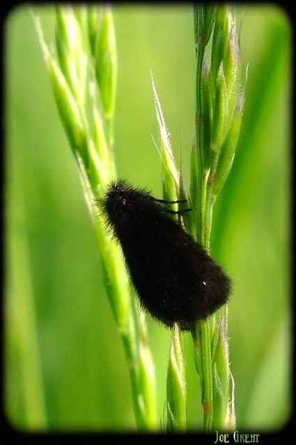 Psychidae - csőzsákos-molyfélék