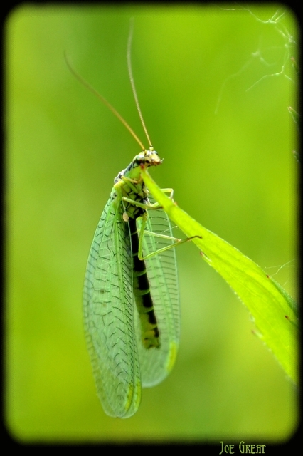 Chrysopidae - zöldfátyolkák