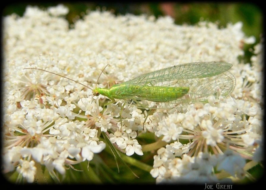 Chrysopidae - zöldfátyolkák