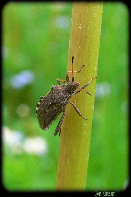 Ceraleptus gracilicornis - tüskéslábú karimáspoloska