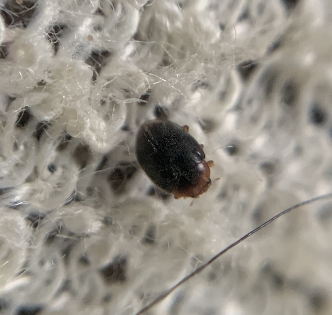 Scymnus haemorrhoidalis - sárgavégû bödice