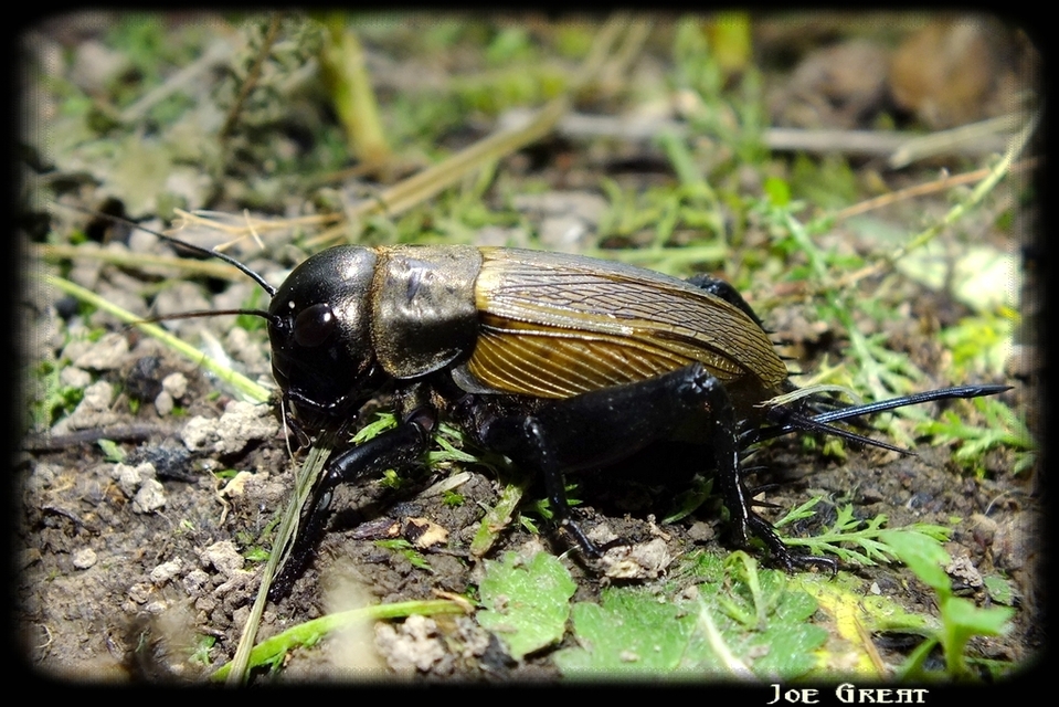 Gryllus campestris - mezei tücsök
