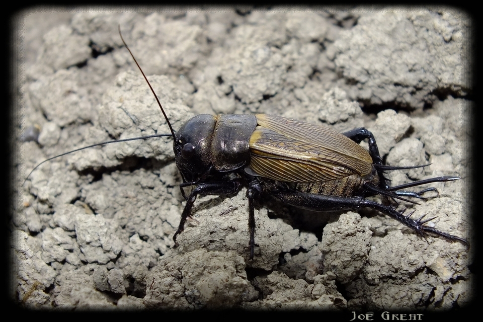 Gryllus campestris - mezei tücsök