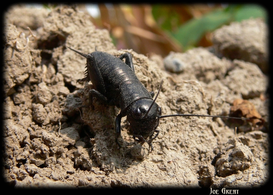 Gryllus campestris - mezei tücsök