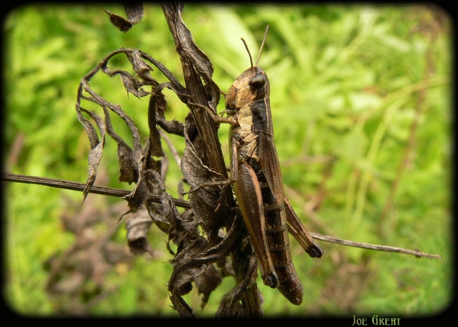 Pseudochorthippus parallelus - közönséges rétisáska