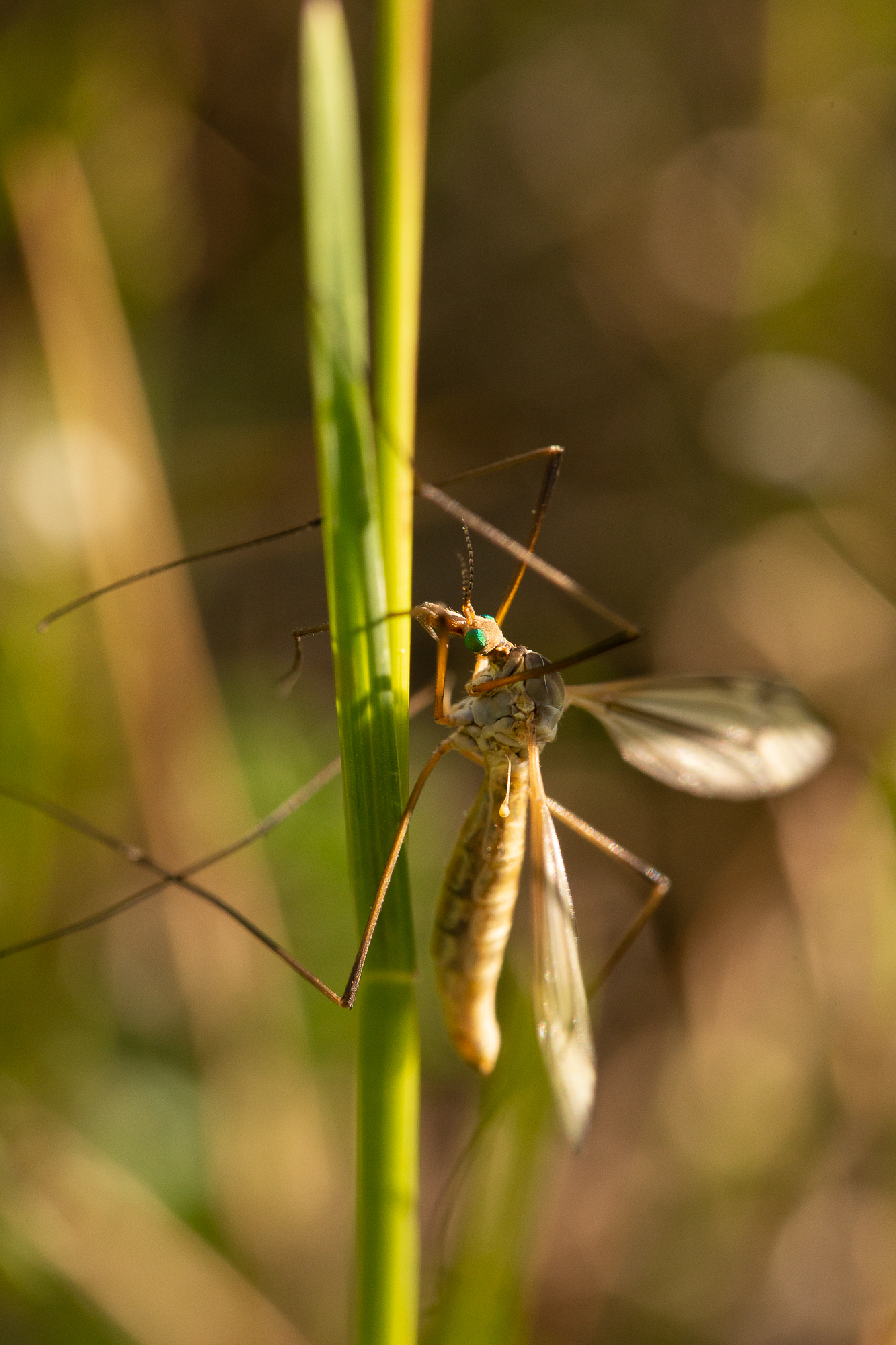 Tipula vernalis