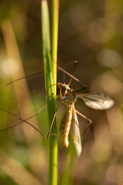 Tipula vernalis