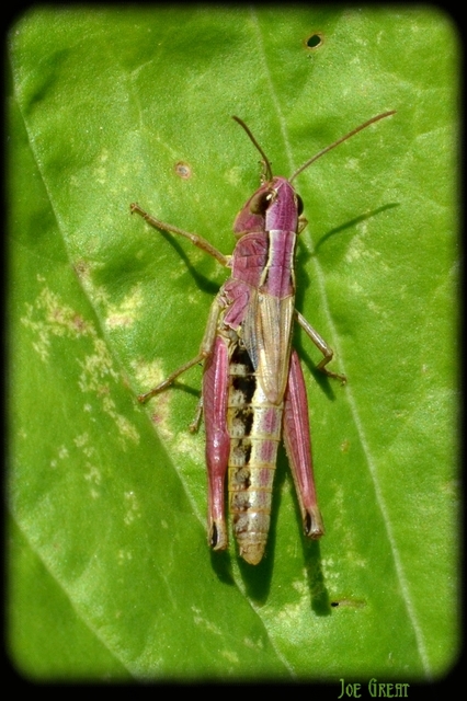 Pseudochorthippus parallelus - közönséges rétisáska
