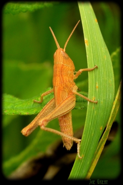 Chorthippus