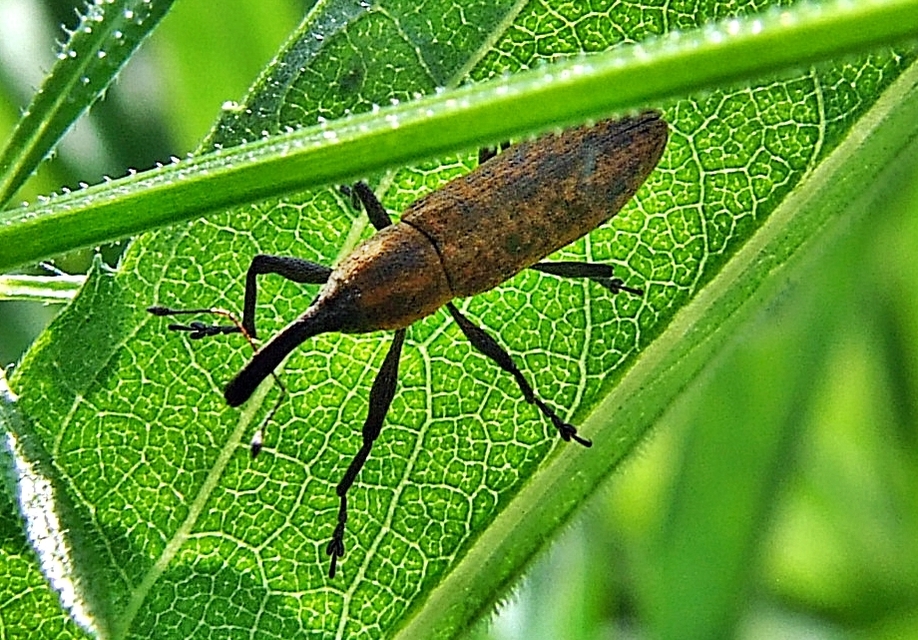 Lixus fasciculatus - nyurgalábú dudvabarkó