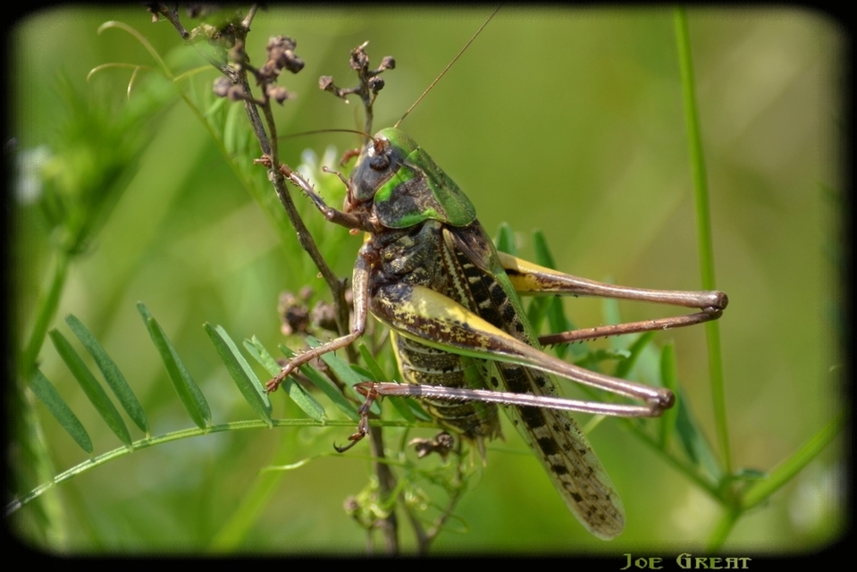 Decticus verrucivorus - szemölcsevő szöcske