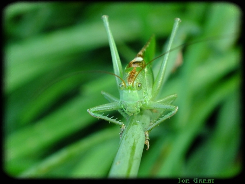 Tettigonia viridissima - zöld lombszöcske