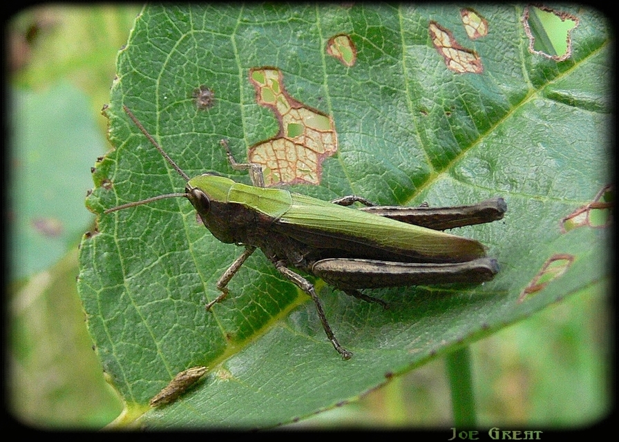 Chorthippus dorsatus - hátas rétisáska