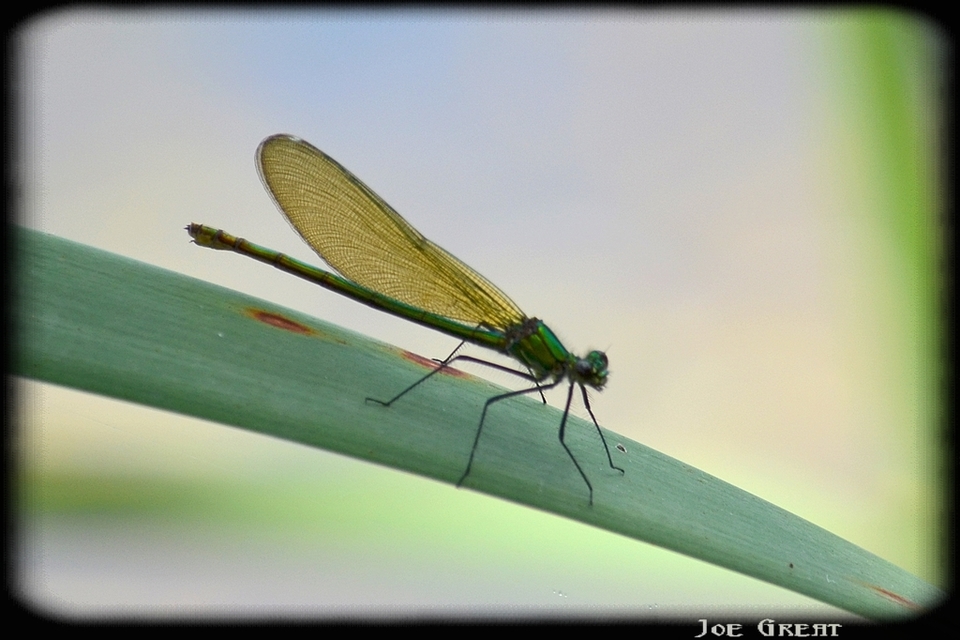 Calopteryx splendens - sávos szitakötő