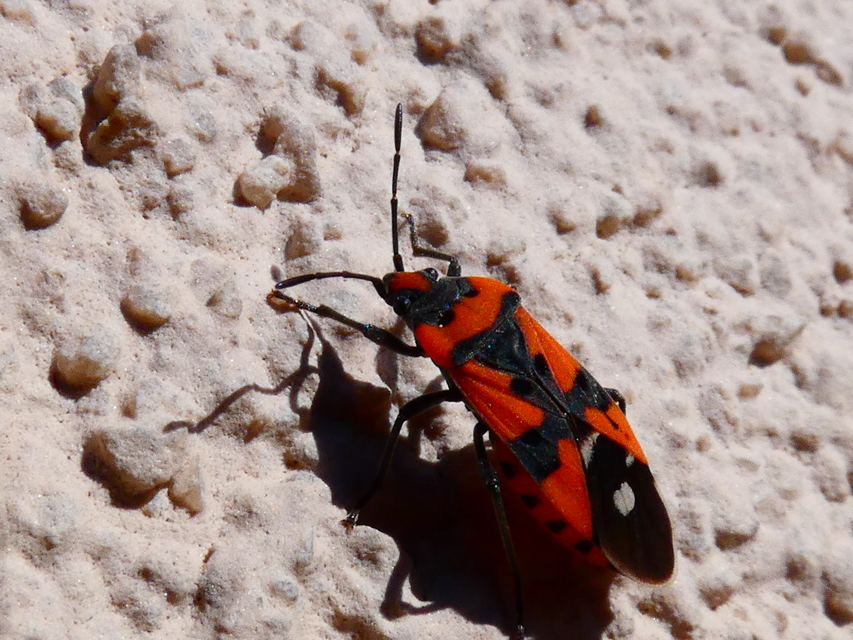 Lygaeus equestris/simulans