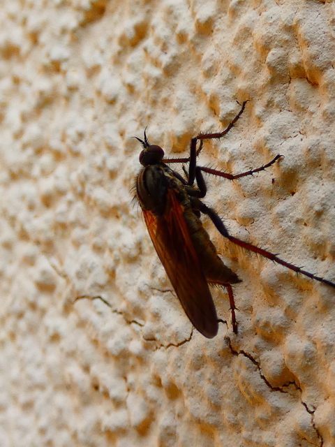 Empididae - táncoslegyek