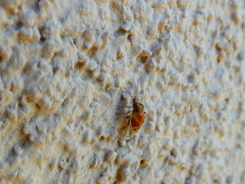 Harpocera