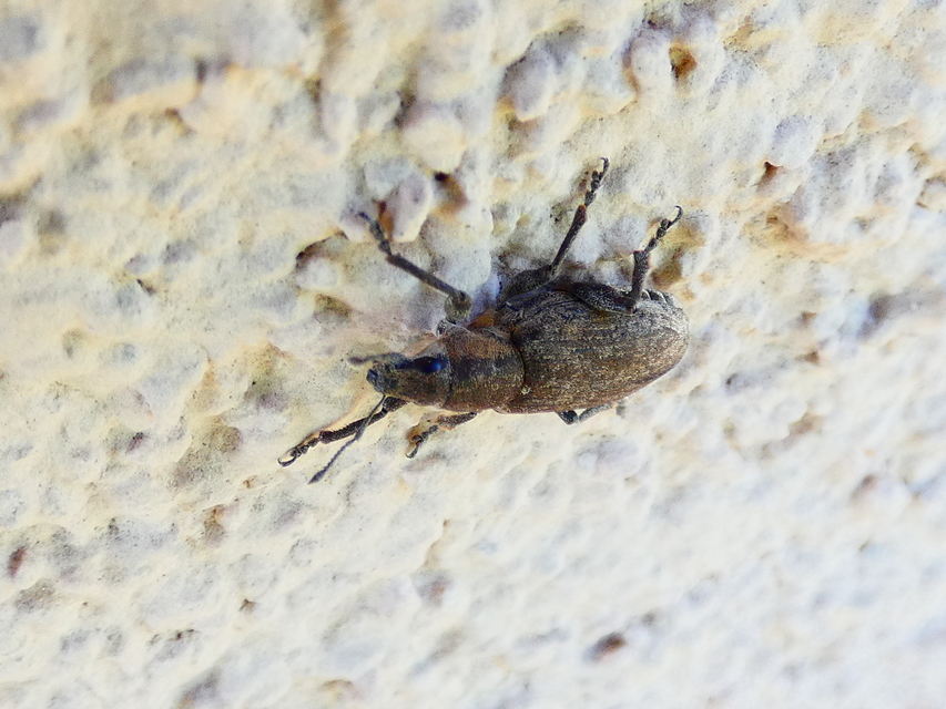 Tanymecus palliatus - közönséges hegyesfarúbarkó