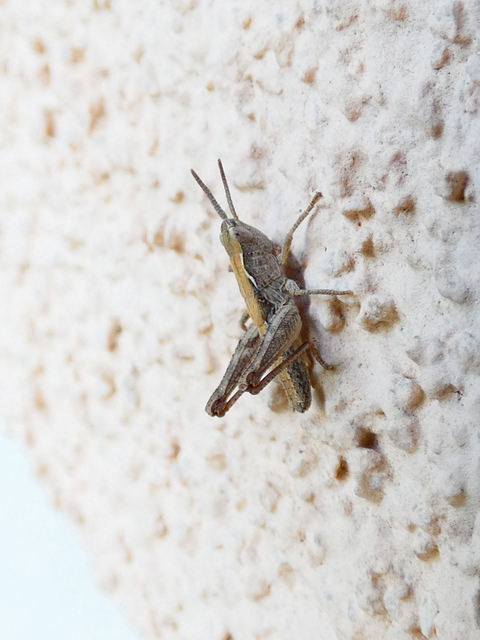 Chorthippus (Glyptobothrus) (subgenus)
