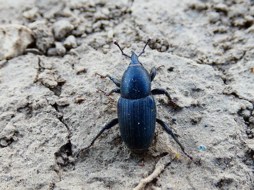 Sphenophorus striatopunctatus - mezei zsuzsok